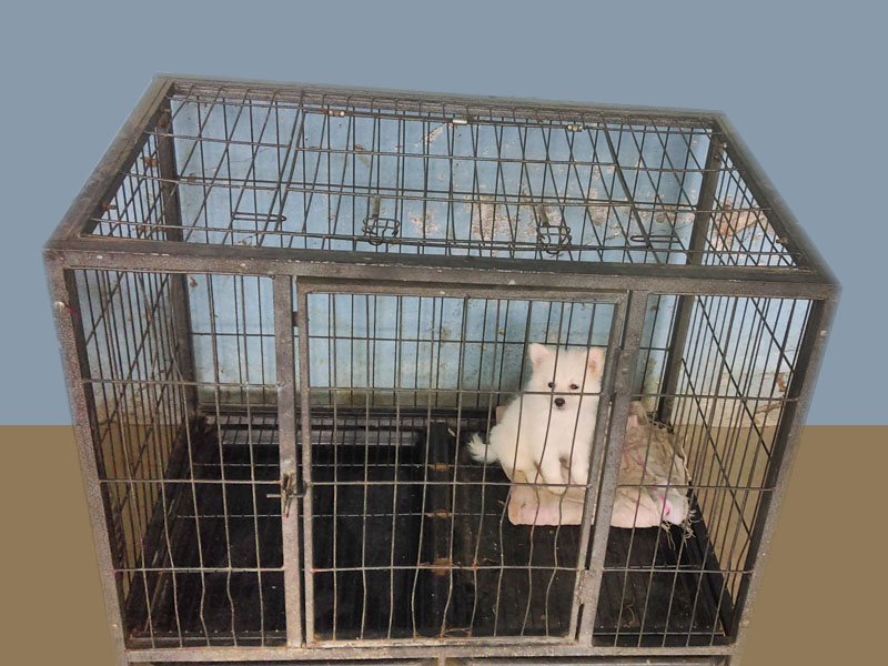 Royal Kennel Nepal, Puppy Selling & Buying, Dog Training, Vaccination