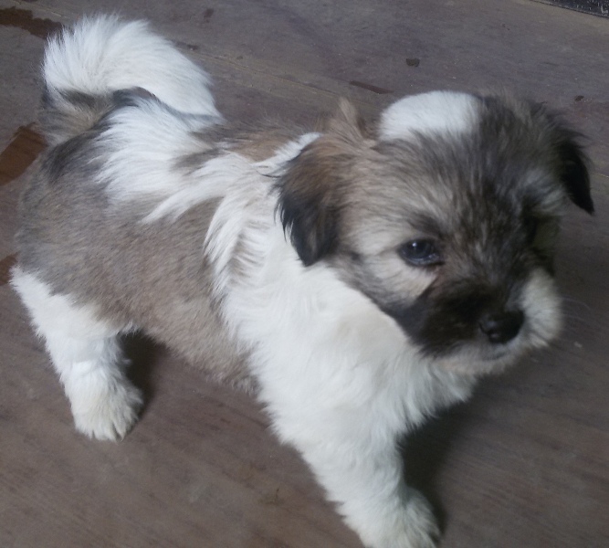Lhasa Apso Royal Kennel Nepal, Puppy Selling & Buying, Dog Training