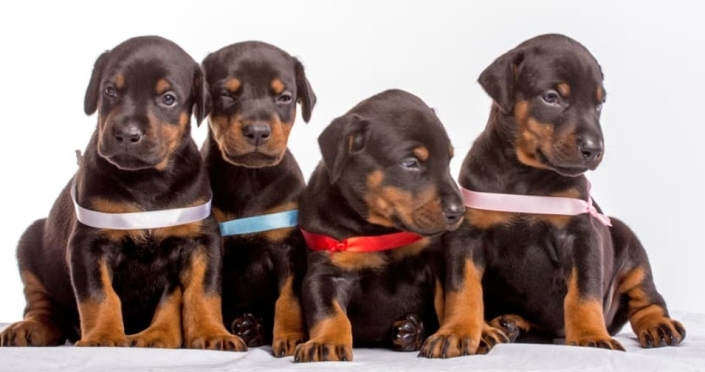 Doberman