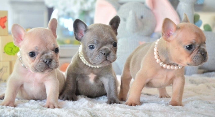 French Bulldog
