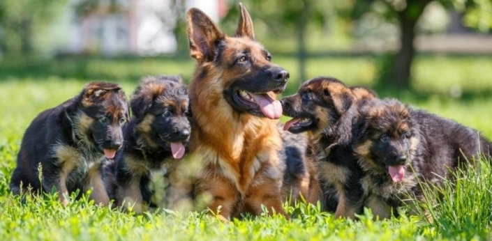 German Shepard
