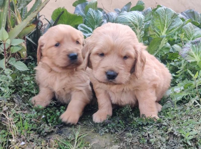 Golden Retriever