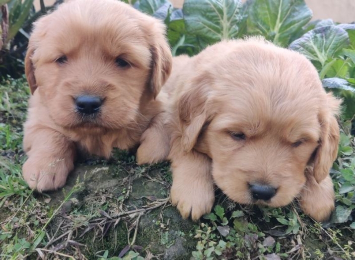 Golden Retriever (2)