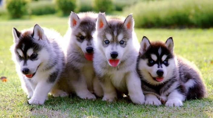 Huskey