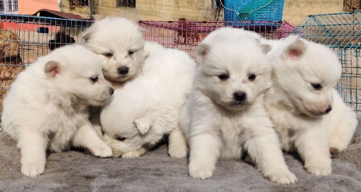 Japanese Spitz