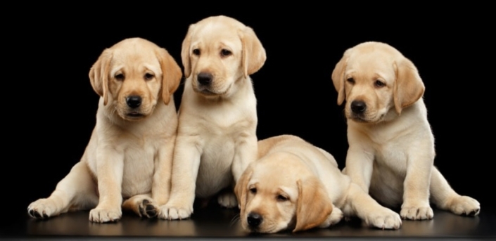 Labrador Retriever