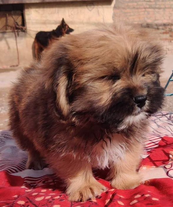 Lhaso Apso