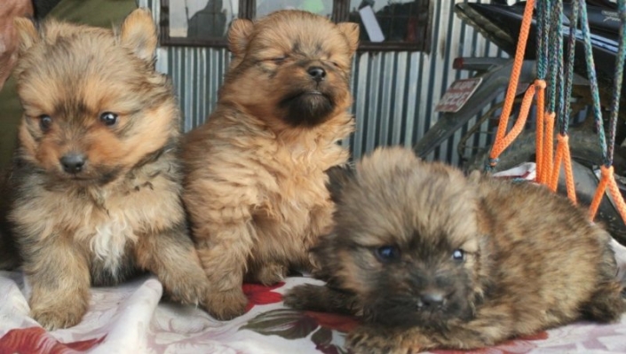 Pomeranian