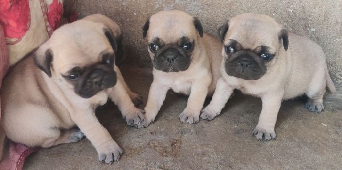 Pug (2)