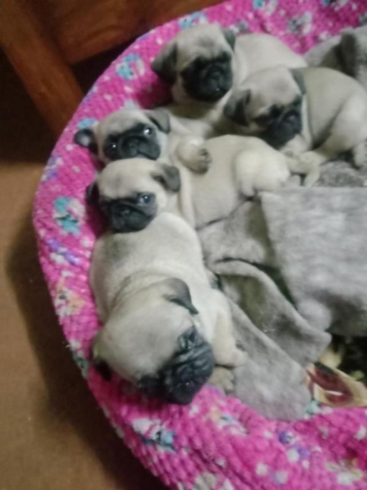 Pug