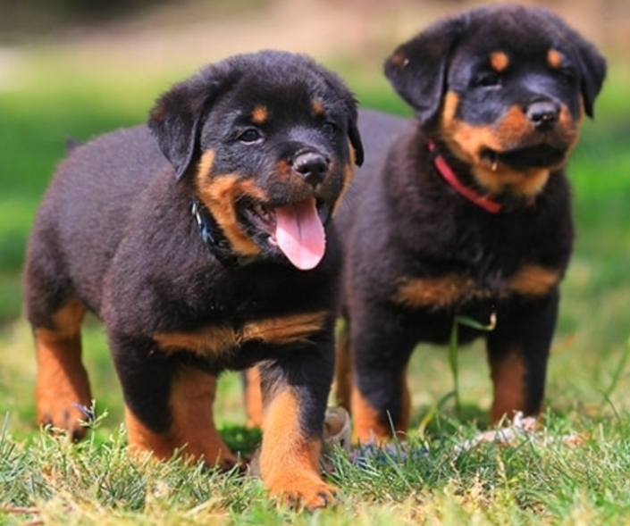 Rottweiler