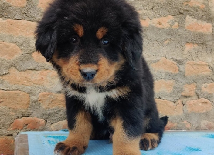 Tibetan Mastiff (3)