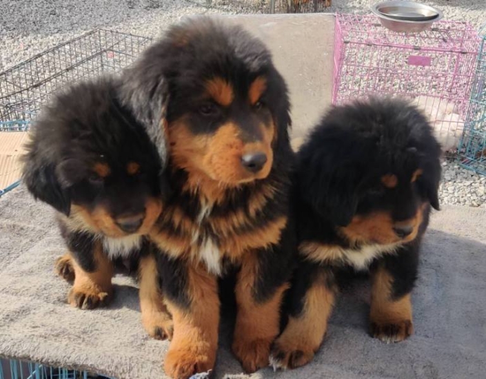 Tibetan Mastiff (4)