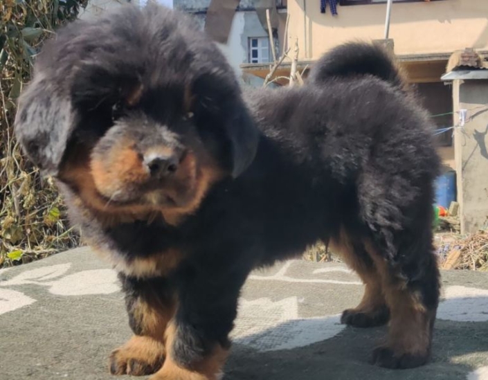 Tibetan Mastiff