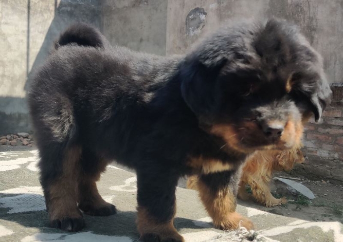 Tibetan Mastiff1