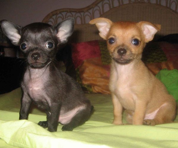 selling chihuahua puppies